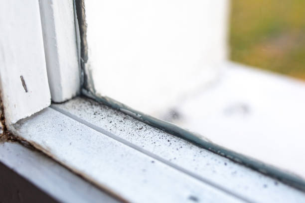 Reliable Union Springs, AL Mold Removal Solutions