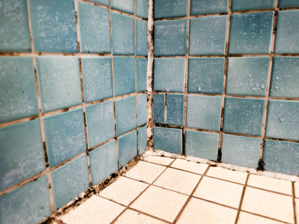 Asbestos and Lead Testing During Mold Inspection in Union Springs, AL